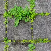 Baking Soda Solution: The Natural Patio Cleaner That Outperforms Boiling Water