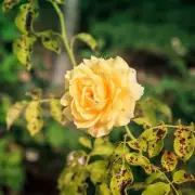 Beat Rose Black Spot in January: 1 Natural Item Protects Your Blooms