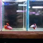 Betta Fish's 'Beautiful' Transformation After Leaving Tiny Tank