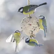 Bird Feed Warning: Cheap Suet Balls May Harm Garden Birds, Experts Say