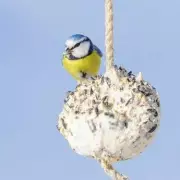 Bird Feeding Expert Reveals Key Year-Round Detail to Attract Garden Birds