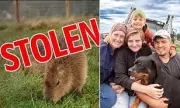 Breeding Pair of Capybaras Stolen from Moray Farm in 'Distressing' Night Raid