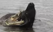 Buffalo's Miraculous Escape from Crocodile Jaws in Zambia River Drama