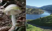 California Death Cap Mushroom Poisoning: 3 Dead, Dozens Hospitalised