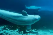 Canada Grants Conditional Approval for Marineland to Export Belugas to US Aquariums