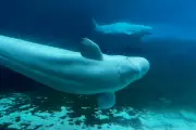 Canada Grants Last-Minute Reprieve for Captive Beluga Whales Facing Euthanasia