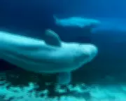 Canada's Beluga Whale Relocation: A Complex Operation to Save 30 Captive Mammals