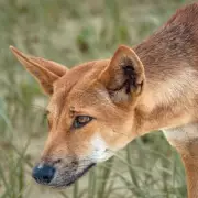 Canadian Backpacker Found Dead on Australian Beach Surrounded by Dingo Pack