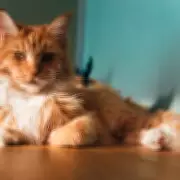 Cat's Heartwarming Welcome Routine Leaves Pet Owners Envious