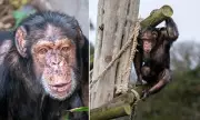 Chimpanzee Babsie Finds New Life at Edinburgh Zoo After Circus Rescue