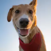 Classic Pet Names Facing Extinction as Human Names Dominate Trends