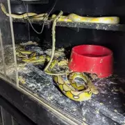 Couple jailed for horrific neglect of 52 dogs and exotic animals in filthy home