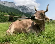 Cow's Tool Use Challenges Human Uniqueness: Veronika's Broom Scratching