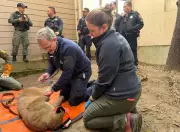 Coyote Gatecrashes Live TV Report on Mountain Lion Capture in San Francisco