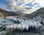 Cumbrian Farmer's £59k Tax Fear Lifted by Inheritance Threshold Change