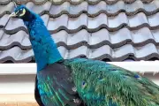 Dave the Peacock: From Village Icon to Global AI Meme Star in Leicestershire