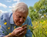 David Attenborough's Wild London Inspires Hope Amid Ecological 'World of Wounds'