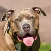 Defra Rejects Calls to End Dog Breed Bans, Upholds XL Bully Prohibition