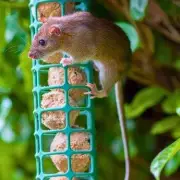 Deter Garden Rats & Mice with a Simple Cayenne Pepper Spray This Winter