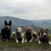 Devastated Owner Fights to Save Dogs Seized Over 'Malicious' XL Bully Reports