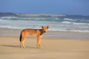 Dingo Attack Suspected After Canadian Tourist Found Dead on K'gari Beach