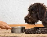 Dog Food's Climate Pawprint: Wet & Raw Options Emit 65x More Than Kibble