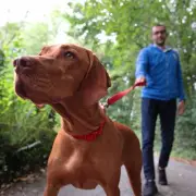 Dog owners face £100 on-the-spot fine for failing to clean up after pets