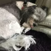 Dog Poisoned by Common Tea Tree Oil Diffuser: Owner's Urgent Warning