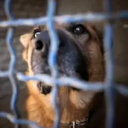 Dog Saved From Euthanasia One Day Before Scheduled Death, Now Saves Owner