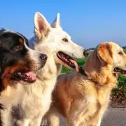 Dog Trainer Reveals 3 Breeds He 'Rarely' Sees for Bad Behaviour