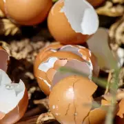 Don't Bin Your Eggshells: A Gardener's Secret for a Thriving Winter Garden