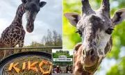 Endangered Giraffe Killed in Freak Zoo Accident on New Year's Day