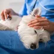 Essential Oils Pose Hidden Danger to Dogs, Warn Canine Experts