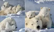 Exhausted Polar Bear Mother Naps as Cubs Play in Rare Hudson Bay Snapshot