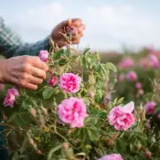Expert Gardener Reveals 10-Minute January Task for Healthier Roses