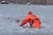 Firefighter's Icy Crawl Saves Golden Retriever in Dramatic New Year's Day Rescue