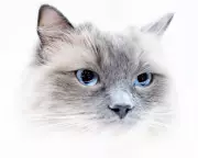 Five Key Signs Your Cat Is Truly Happy, According to Science