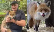 Fox Sanctuary Owner Ordered to Remove Animals After Noise and Smell Complaint