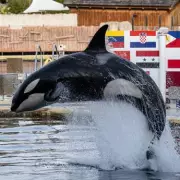France's Last Captive Orcas Face Race Against Time in Decaying Park