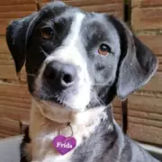 Frida the Dog's Three-Year Wait for a Home Due to Past Injury