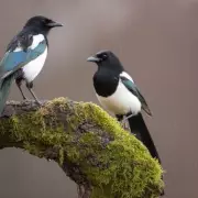 Gardeners' Secret: Keep Magpies Away from Robin Feeders with Reflective Ribbons