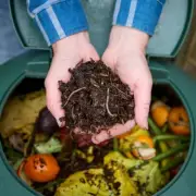 Gardening Expert Warns Against Composting Tea Bags Due to Microplastics