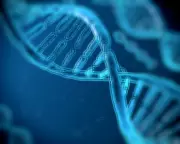 Genetics May Hold 50% of the Secret to Human Longevity, New Study Reveals