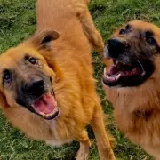 German Shepherds Jimmy & Hector Wait 730 Days for a Home After Rescue