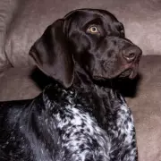 German Shorthaired Pointer's Hilarious Fear of Tiny Ginger Cat Goes Viral