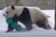 Giant Pandas Bao Li and Qing Bao Play in Snow at Washington DC Zoo