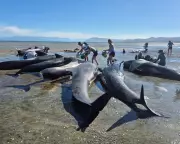 Global Snapshot: Whale Rescue, Anti-Drone Tech, and Magna Carta Check