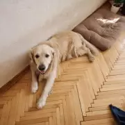 Golden Retriever Turns Tables on Owner with Pet Camera Stare-Down
