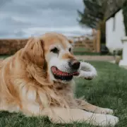 Golden Retriever's Heartwarming Reaction to Spotting Favourite Human at Daycare