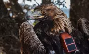 GPS Tags Reveal How Human Activity Forces Eagles to Change Behaviour